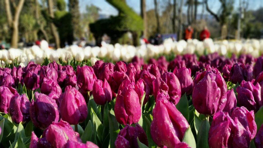 Colorful tulips blooming in Gulhane Park during spring in Istanbul