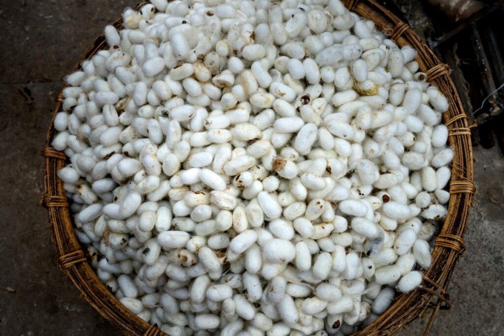 Silkworm cocoons used in the production of silk in ancient China